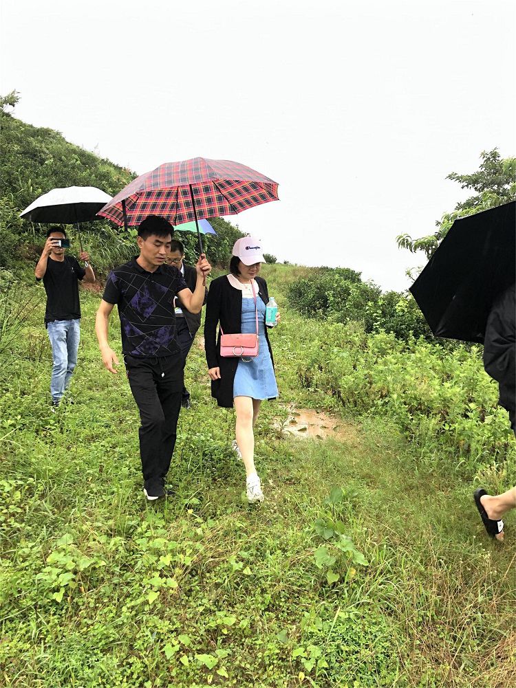 大別山厚坡茶廠參觀考察 (1).jpg